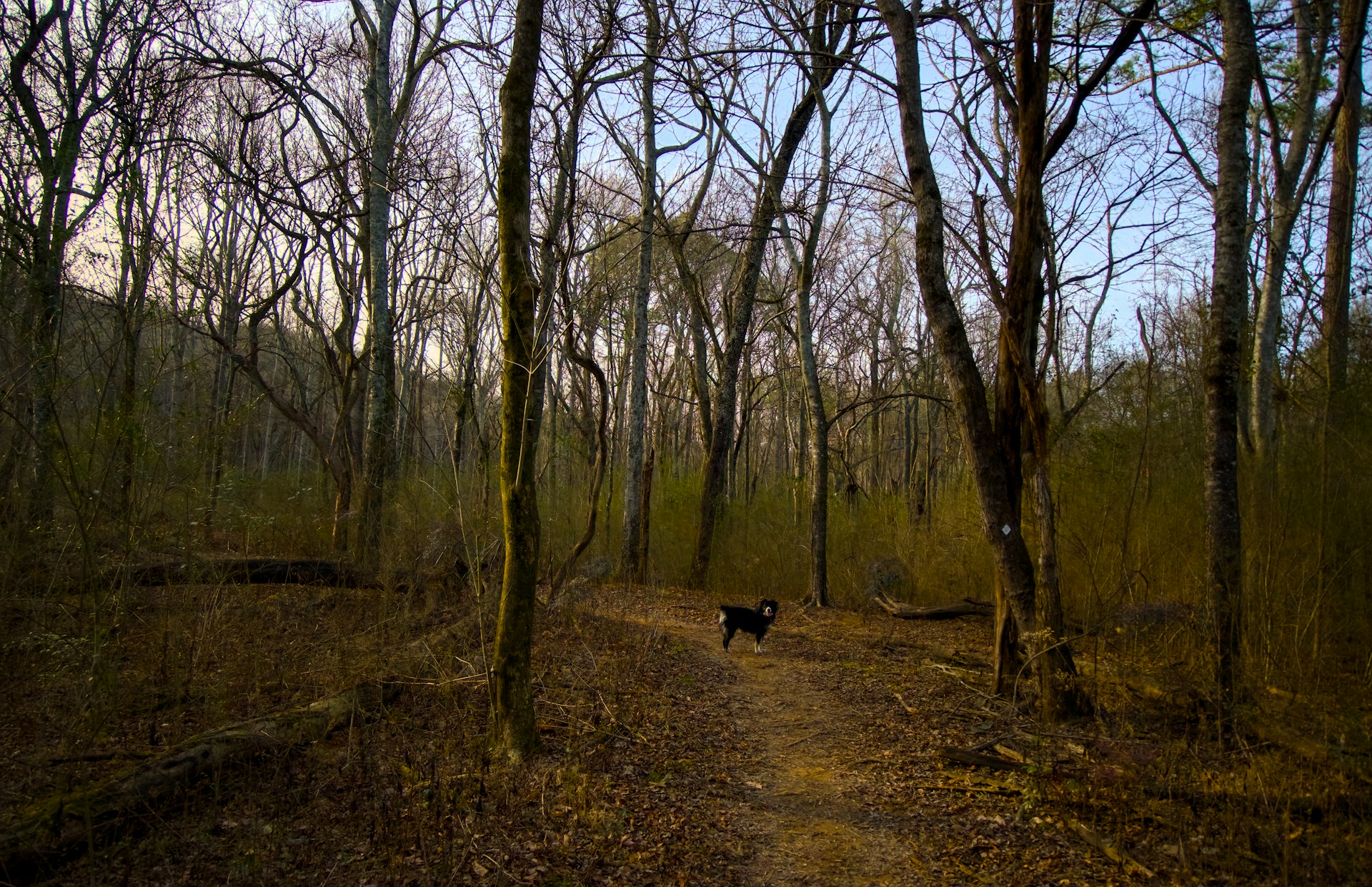 a black dog walking through a forest filled with trees